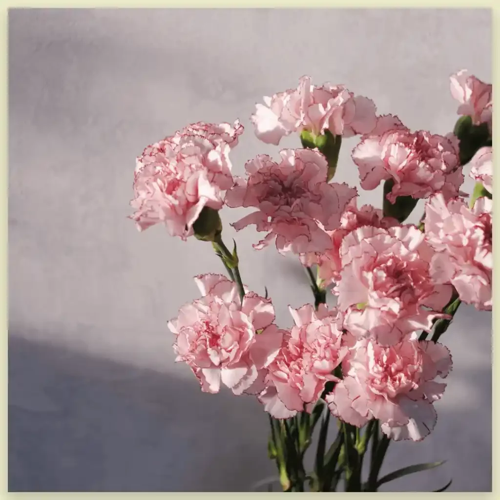 Carnations funeral flower image