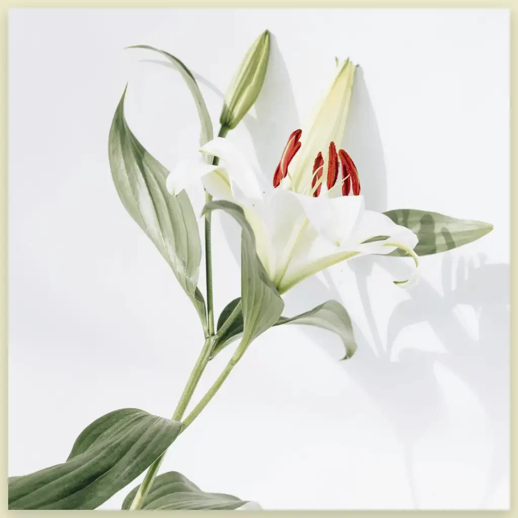Lily funeral flower image