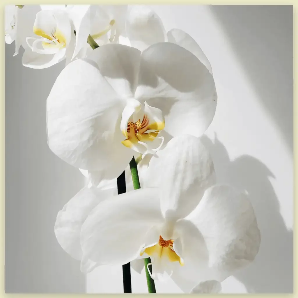 Orchid funeral flower image