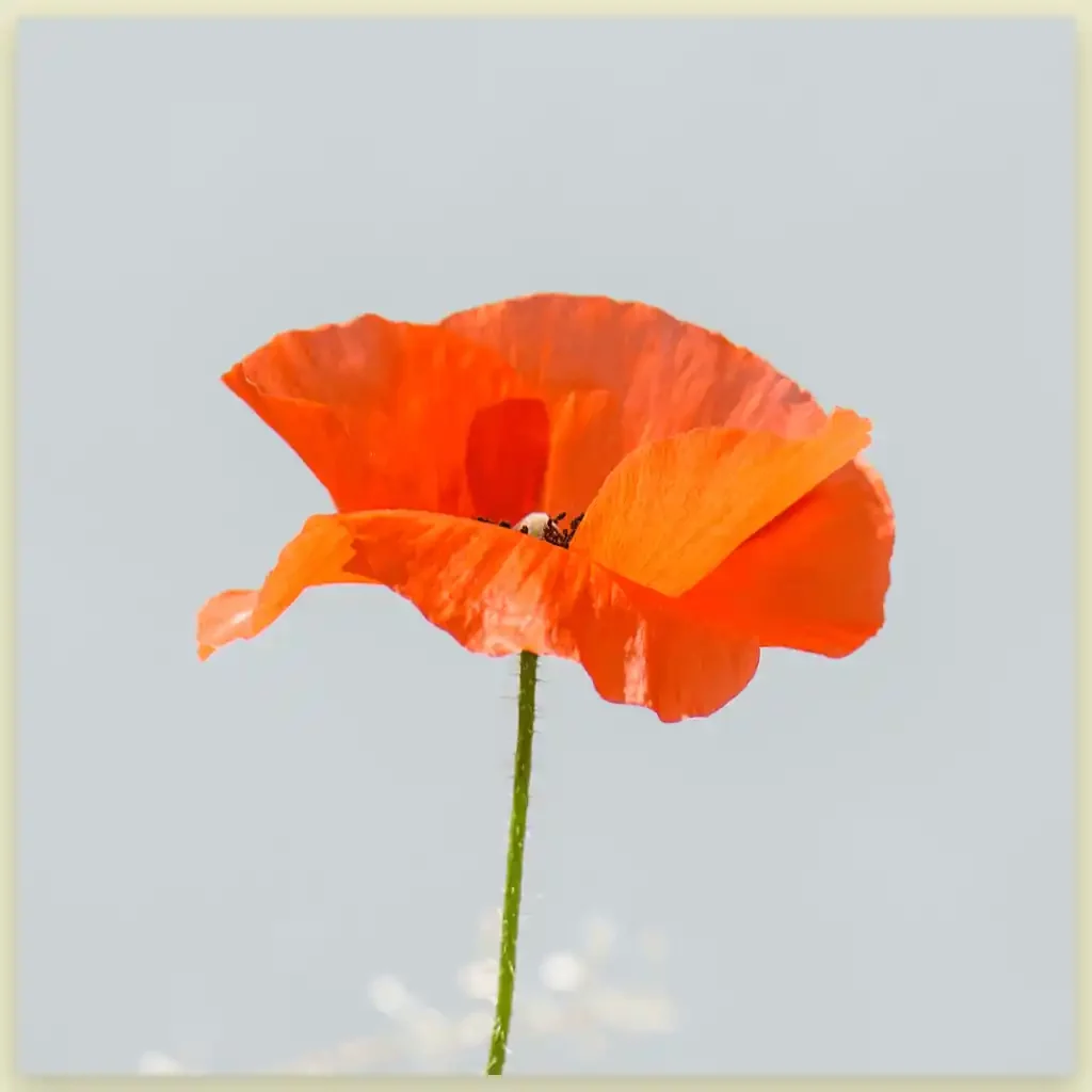 Poppy funeral flower image