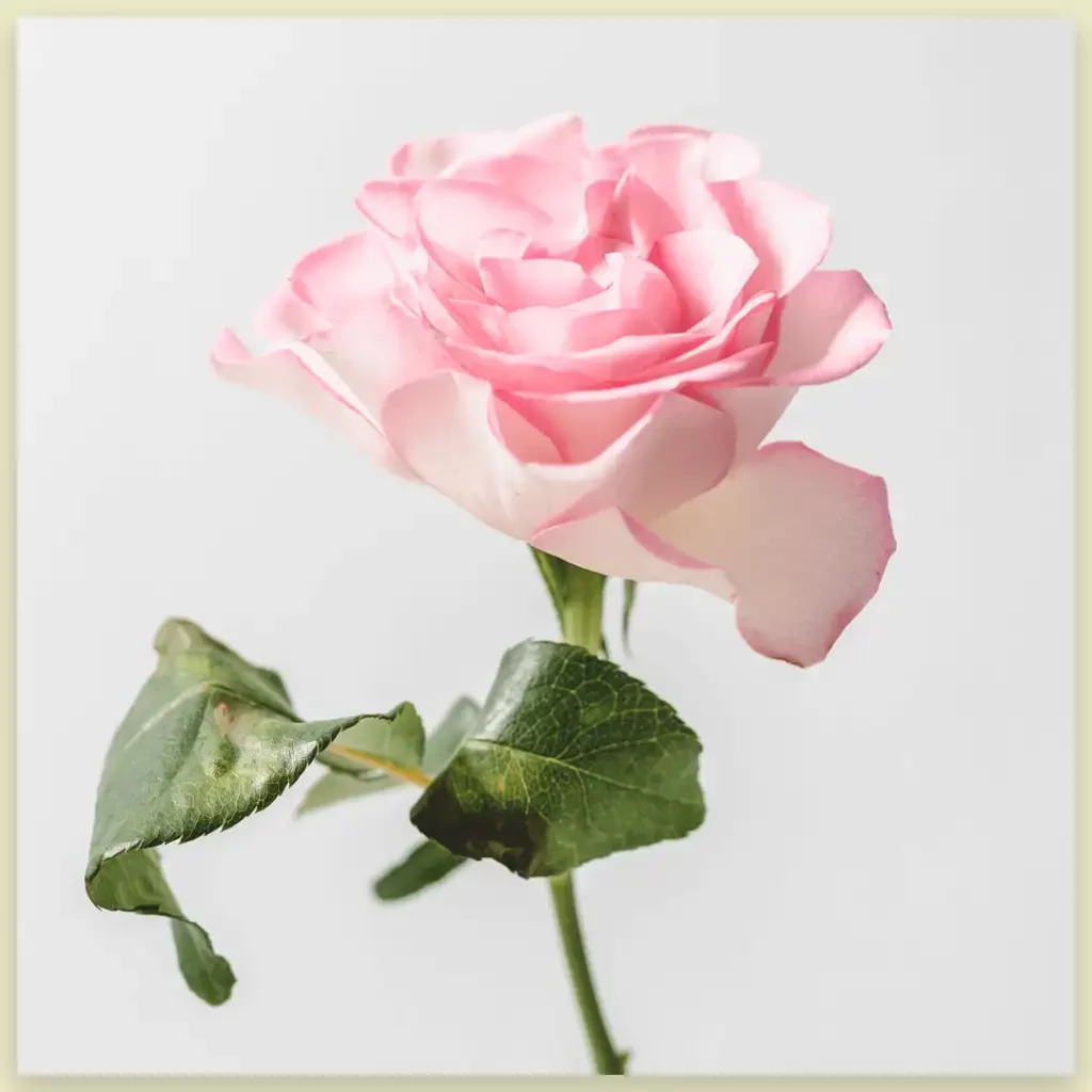 Rose funeral flower image